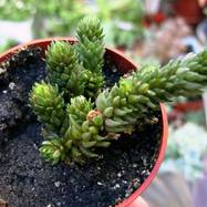 Villadia imbricata Villadia Rose (Вилладия)
