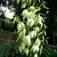 Yucca sp. Yucca