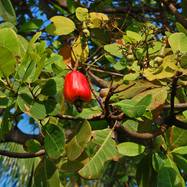 ANACARDIACEAE ANACARDIACEAE