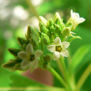 Apocynaceae APOCYNACEAE