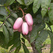 Burseraceae BURSERACEAE