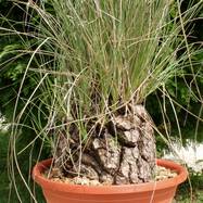 Calibanus glassianus CALIBANUS (КАЛИБАНУС)