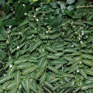 Callisia elegans CALLISIA (КАЛЛИЗИЯ)