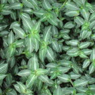 Callisia elegans CALLISIA (КАЛЛИЗИЯ)