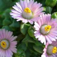COMPOSITAE