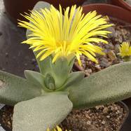 Pleiospilos PLEIOSPILOS (ПЛЕЙОСПИЛОС)