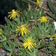Rhombophyllum dolabriforme RHOMBOPHYLLUM (РОМБОФИЛЛУМ)