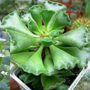 Adromischus cristatus Как они цветут