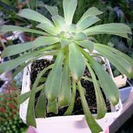 Aeonium arboreum (L.) Webb et Berth. Aeonium (Эониум)