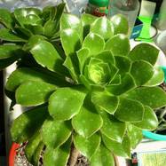 Aeonium canariense Aeonium (Эониум)