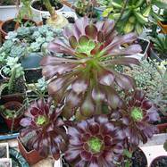 Aeonium arboreum var.atropurpureum (W.A.Nicholson) A.Berger Aeonium (Эониум)