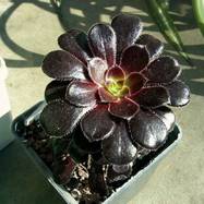 Aeonium arboreum cv 'Schwarzkopf' Aeonium (Эониум)