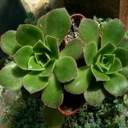 Aeonium castello-paivae Aeonium (Эониум)
