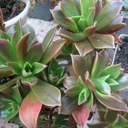 Aeonium decorum Webb Aeonium (Эониум)