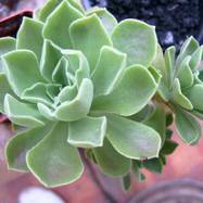 Aeonium domesticum Aeonium (Эониум)
