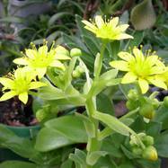 Aeonium x barbatum Как они цветут