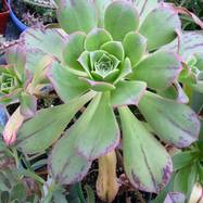 Aeonium gomerense Praeg. Aeonium (Эониум)