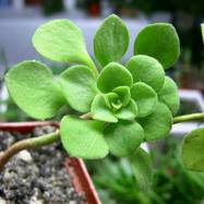 Aeonium goochiae Webb et Berth. Aeonium (Эониум)