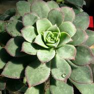 Aeonium haworthii (Salm) Webb et Berth. Aeonium (Эониум)