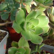 Aeonium haworthii (Salm) Webb et Berth. Aeonium (Эониум)