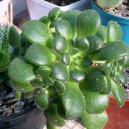 Aeonium lindleyi Webb et Berth. Aeonium (Эониум)