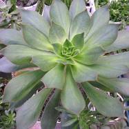 Aeonium percarneum (Murr.) Aeonium (Эониум)