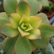Aeonium haworthii var.variegata Aeonium (Эониум)
