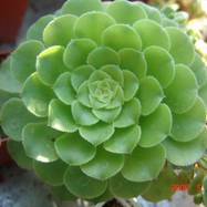 Aeonium pseudotabulaeforme Aeonium (Эониум)