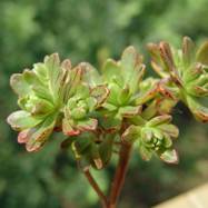 Aeonium sedifolium (Webb) Pit et Proust Aeonium (Эониум)