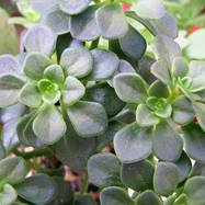Aeonium simsii (Sweet) Stearn Aeonium (Эониум)