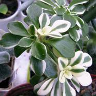Aeonium sp. var.variegata Aeonium (Эониум)