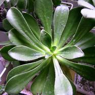 Aeonium sp.  Aeonium (Эониум)