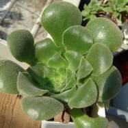 Aeonium sp. Aeonium (Эониум)