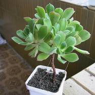Aeonium sp. Aeonium (Эониум)