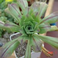 Aeonium sp. Aeonium (Эониум)