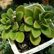 Aeonium sp. Aeonium (Эониум)