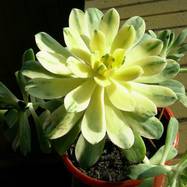Aeonium sp. var.variegata Aeonium (Эониум)
