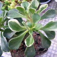 Aeonium sp. var.variegata Aeonium (Эониум)