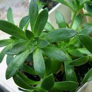 Aeonium spathulatum Aeonium (Эониум)