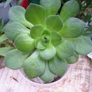 Aeonium subplanum Praeg. Aeonium (Эониум)