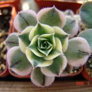 Aeonium cv 'Sunbirst' Aeonium (Эониум)