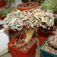 Aeonium cv 'Sunbirst' f.cristata Гребенчатые формы
