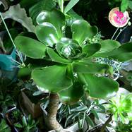 Aeonium undulatum Webb et Berth. Aeonium (Эониум)
