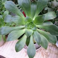 Aeonium valverdense Praeg. Aeonium (Эониум)