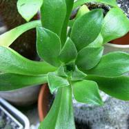 Aeonium viscatum Webb Aeonium (Эониум)