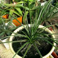 Agave geminiflora (Tagl.) Ker-Gawl. Agave