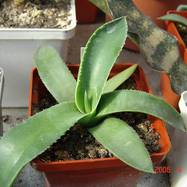 Agave parryi Agave