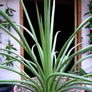 Agave stricta Salm. Agave