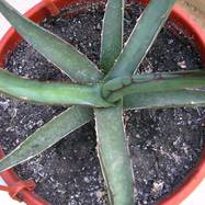 Agave sp. Agave