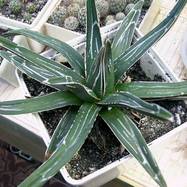 Agave victoriae-reginae T.Moore Agave